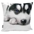 tyynynpaallinenhusky - Sisustustuotteet - 6430034967149 - 1